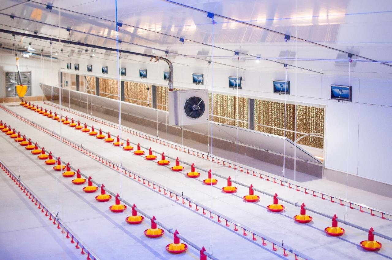 Interior of a broiler house showing panel ceiling, feeder and drinker lines, and a cooling pad wall