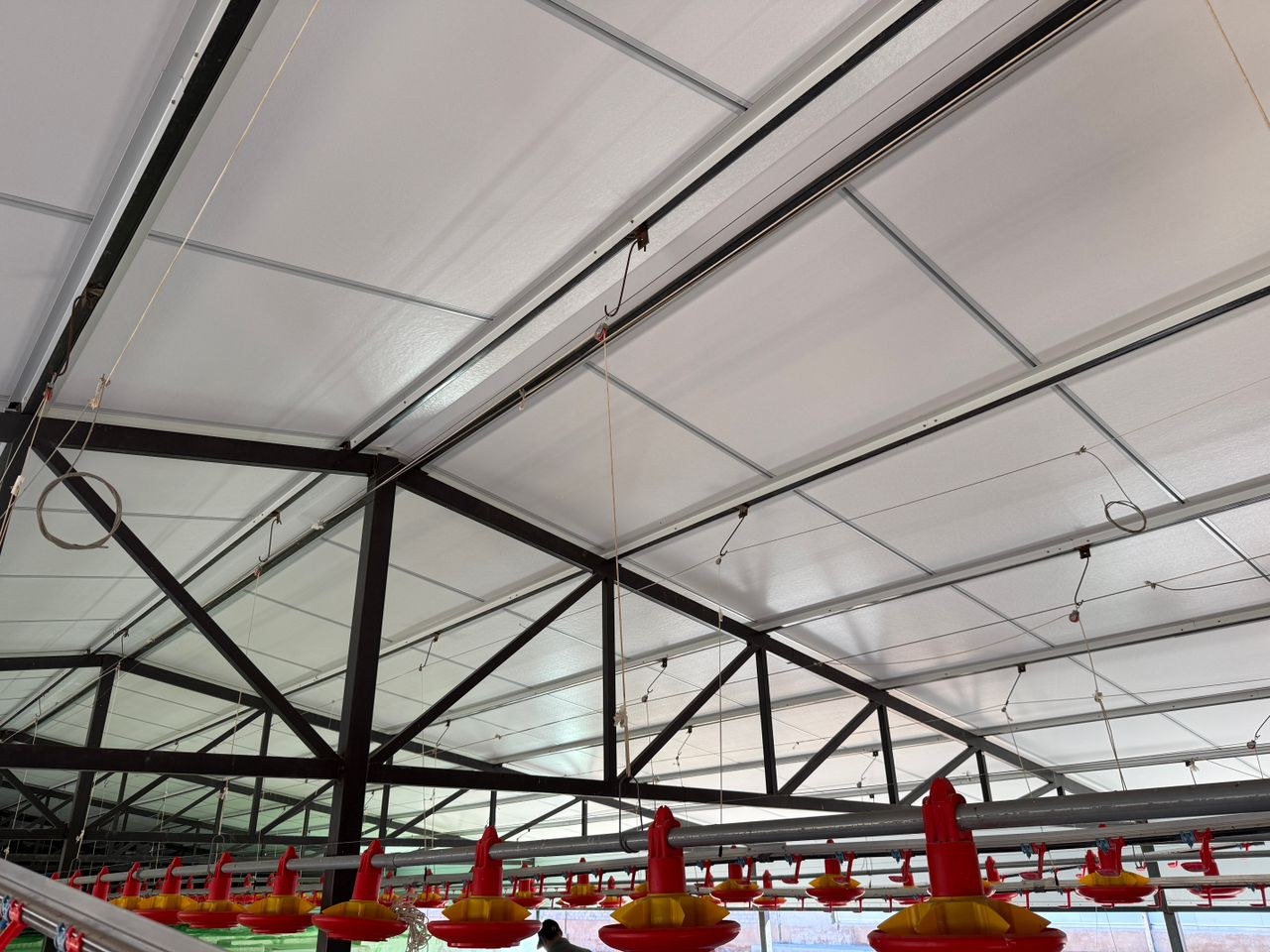 White faced ceiling panels fitted bay-by-bay between the steel trusses of a poultry house, with the suspended feed pans and drinker line hanging below.