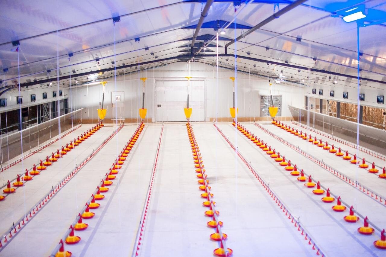Poultry house interior with insulated ceiling, catwalk galleries either side of the feeder rows